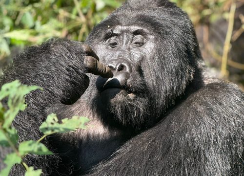 4 days Rwanda and Uganda jungle escape