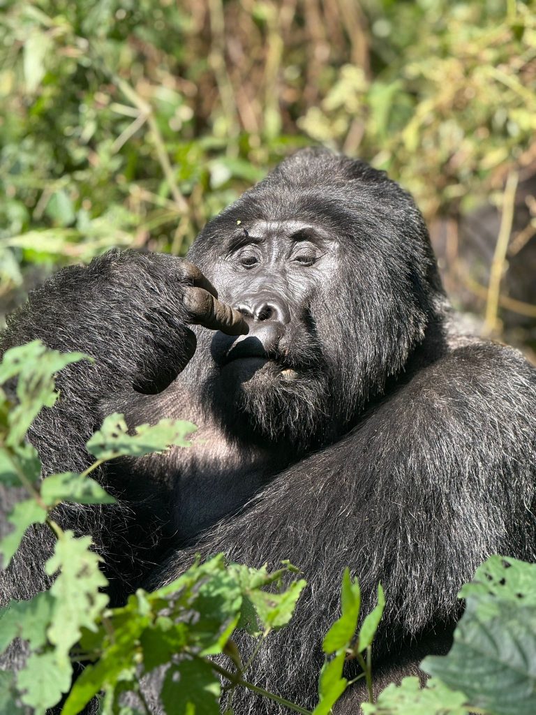 Gorilla pose by the silver back