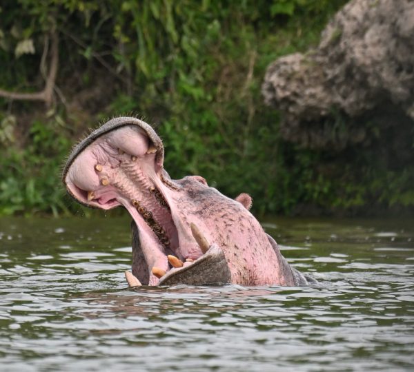 Hippo spot-on boat cruise 