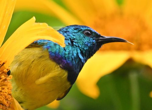 Explore Mgahinga National Park-Where Gold meets Silver