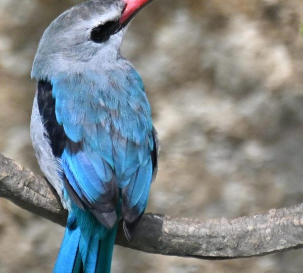 Woodland kingfisher