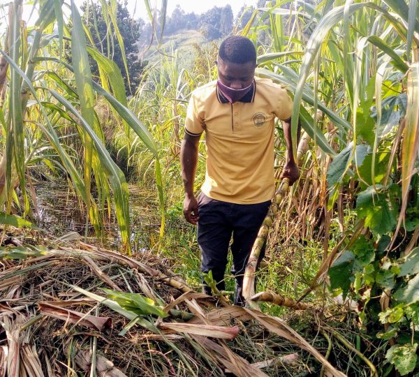 Sugar cane harvesting during Mutanda Lake Excursion