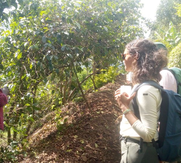 Coffee Experience -learning agronomic 