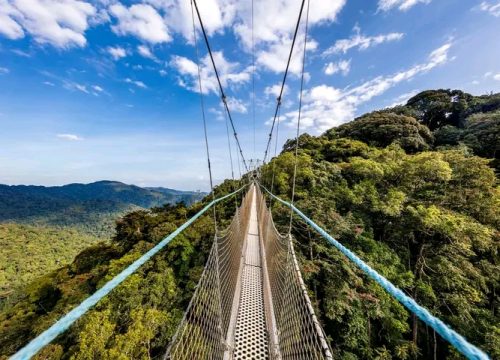 3 days incredible Nyungwe experience
