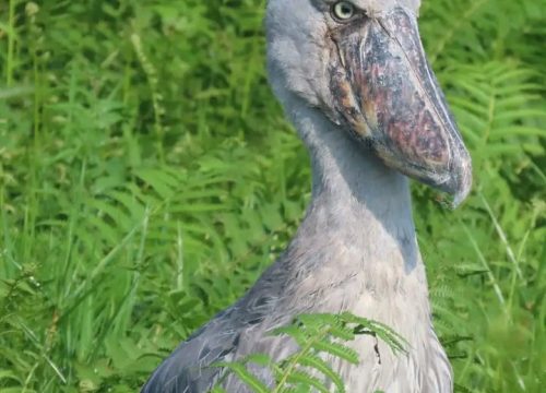 Mabamba  Excursion-Prehistoric Giant Shoebill Encounter