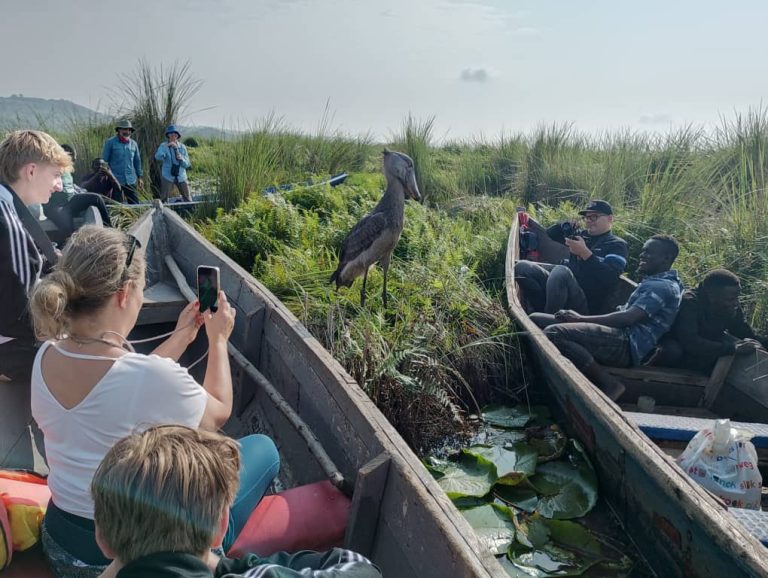 Shoebill tracking at Mabamba bay – Uganda