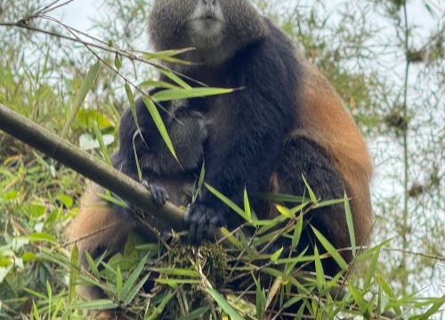 3 days Gorilla and Golden monkey tracking In Rwanda