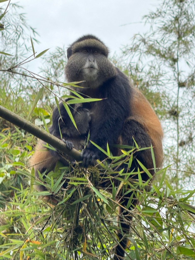 The Golden monkey swinging in bamboos