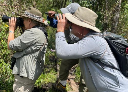 Bird watching in Bwindi-Mgahinga conservation Areas -Top bird watching destinations