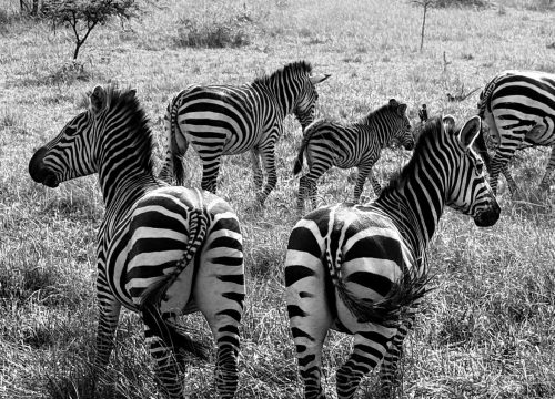 3 Days Lake Mburo Special