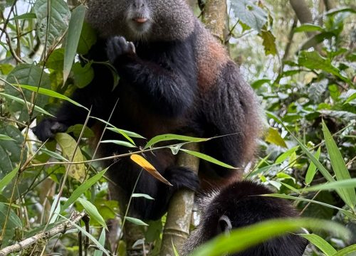 Mount Bisoke-Rwanda’s beloved hiking volcano