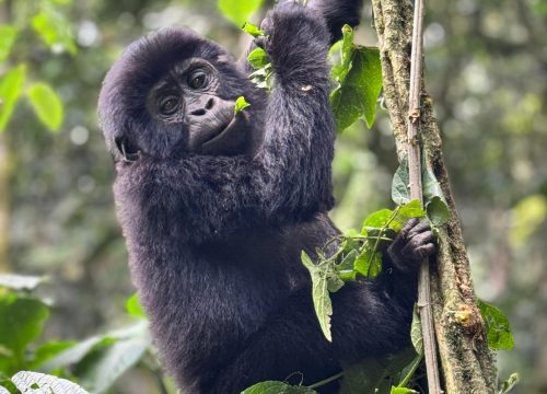 Mountain Gorilla Tracking & its population -A Journey into the Wild Soul of Africa
