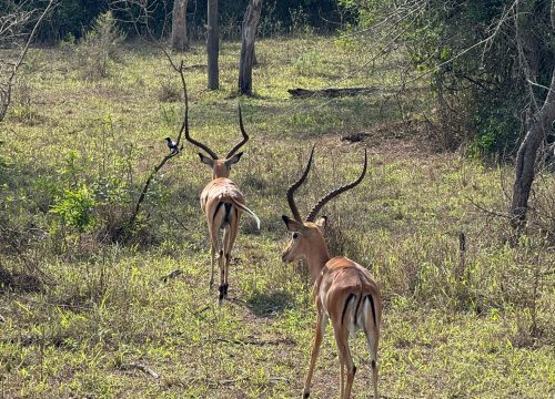Lake Mburo National Park