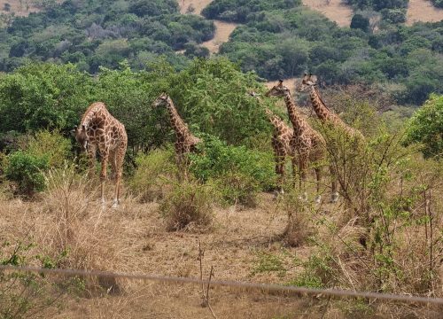 Akagera National Park-Rwanda’s Eastern Jewel of Conservation Where Adventure Meets Abundance