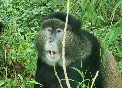 Golden Monkey Trekking in Rwanda – Volcanoes National Park