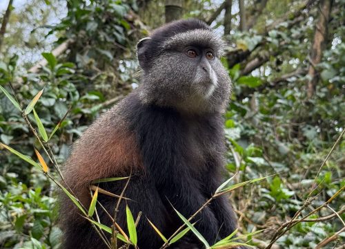 Golden Monkey Trekking in Rwanda – Volcanoes National Park