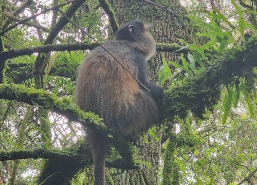 1-Day Mount Bisoke Conquest- A Journey into Rwanda’s Volcanic Majesty