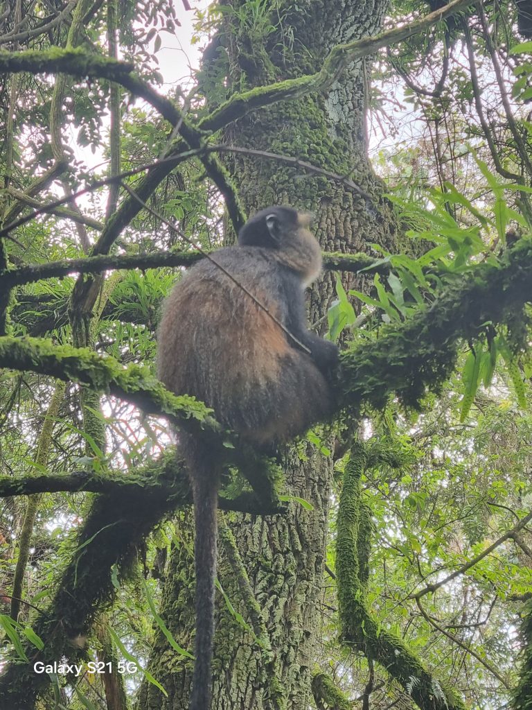 Golden Monkey tracking in the Canopy – Bisoke