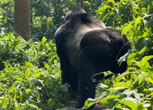 One-Day Gorilla Tracking Adventure – Volcanoes National Park, Rwanda