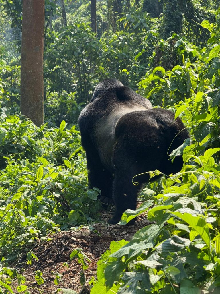 One-Day Gorilla Tracking Adventure – Volcanoes National Park, Rwanda