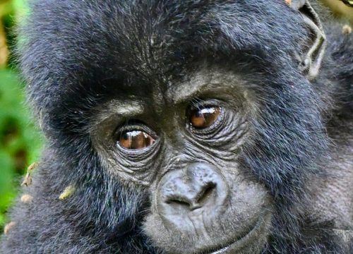 1-Day Gorilla Tracking Experience – Bwindi Impenetrable National Park, Uganda