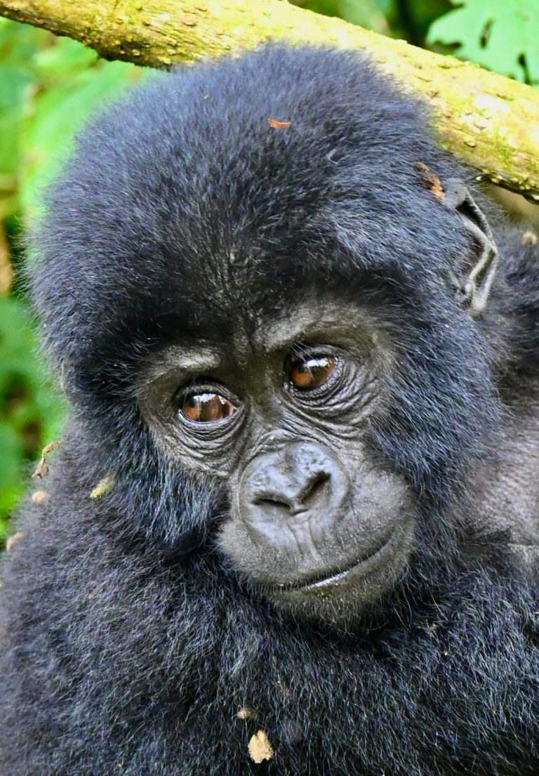 1 day gorilla tracking in Bwindi Impenetrable National Park
