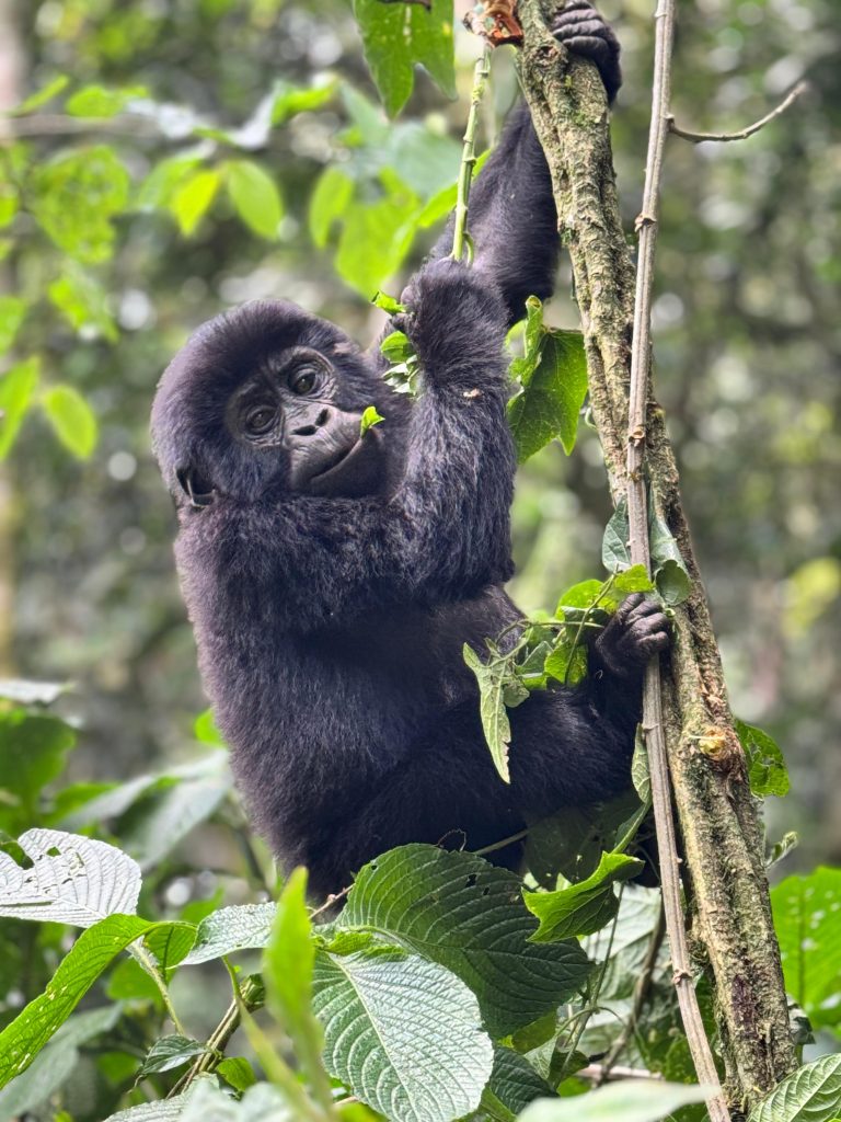 1 day gorilla tracking in Bwindi Impenetrable National Park