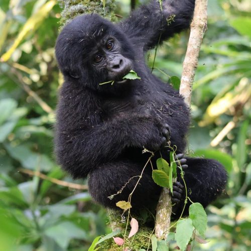 GORILLA TREKKING