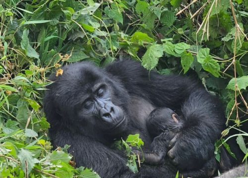 Gorilla Reproduction-A Slow but Precious Cycle in Conservation