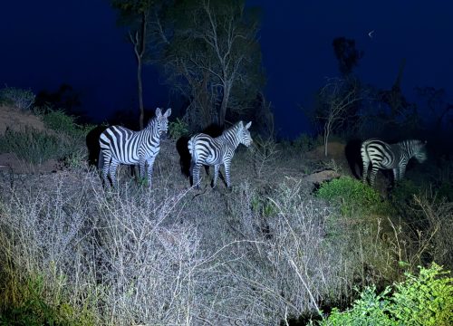 Game Drives in Lake Mburo National Park- The Whispers of the Wild