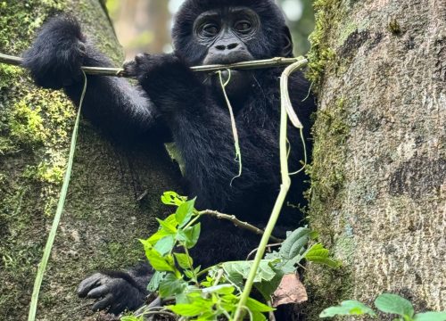 1-day Gorilla Tracking Adventure-Volcanoes National Park, Rwanda