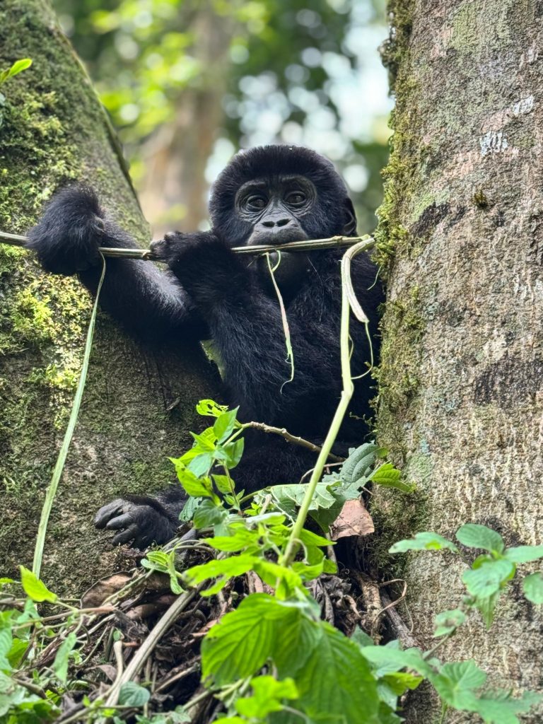 1 day gorilla tracking in Volcanoes National Park