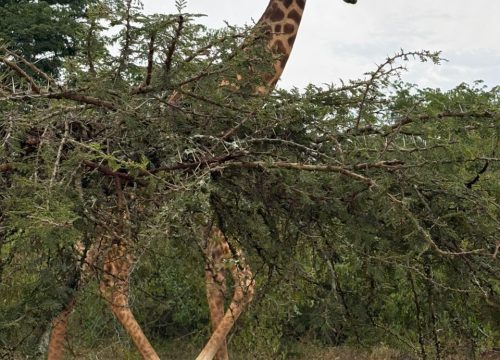 2 Days Akagera National Park whispers Escape