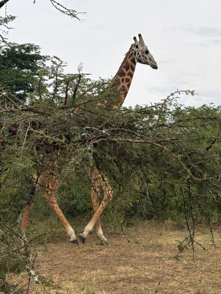 Giraffe encounter in Akagera National Park