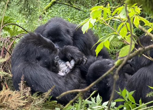 2 Day Gorilla Tracking & Mount Sabyinyo Hike – Where Gold Meets Silver in Kisoro
