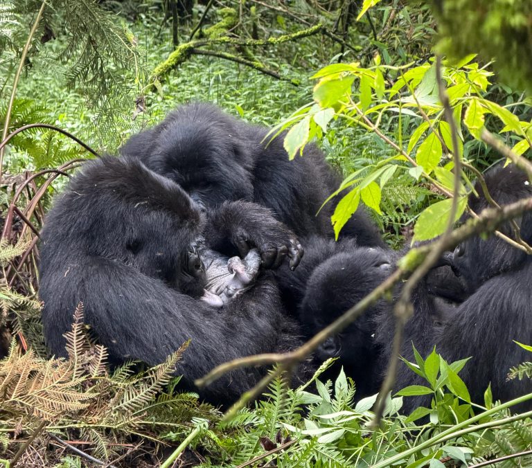 Grooming of Baby Gorillas – True family bond & Love