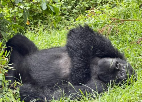 Kahuzi Biega National Park/World Heritage Site