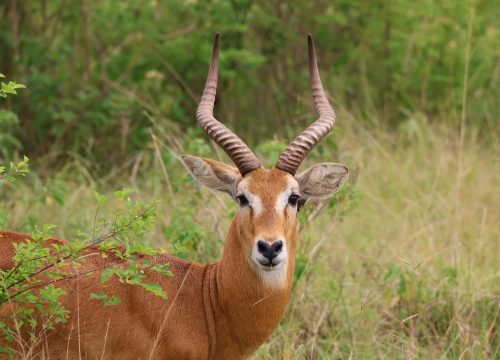 Murchison Falls (Kabalega) National Park