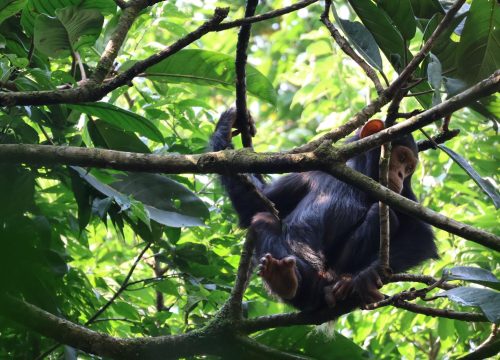 Nyungwe National Park