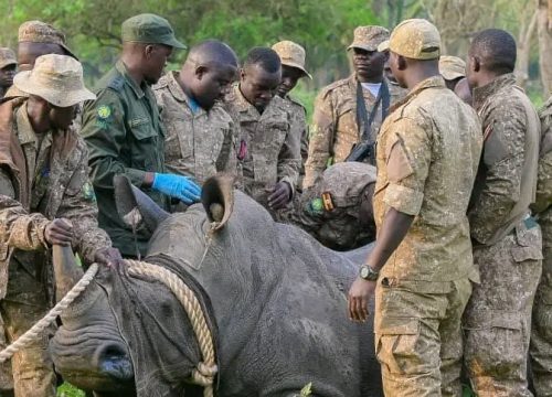 How Rhino reintroduction to Ajai wildlife Reserve will boost eco-tourism, From Extinction to Revival- Ajai’s Rhino Legacy