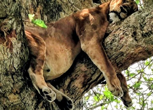 Tree climbing Lions- a spectacle that makes Ishasha the crown jewel of African safari encounters