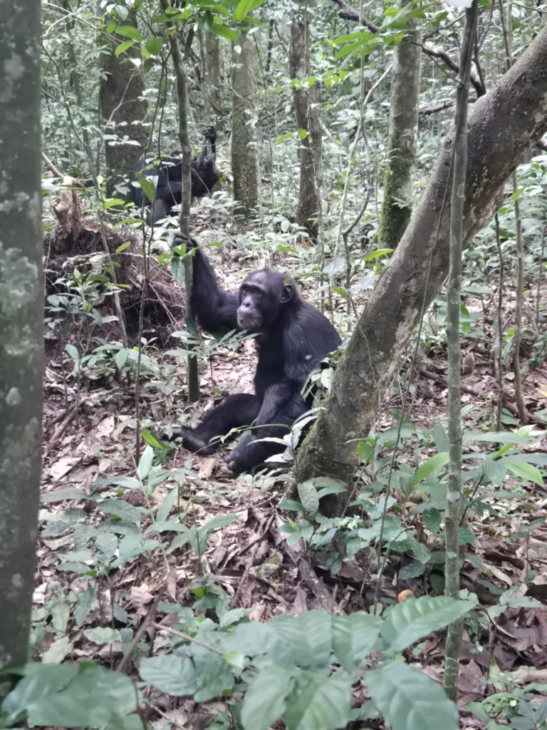 In Bwindi’s mist, every chimpanzee counted in the Census.” Where gorillas and chimps share one wild home