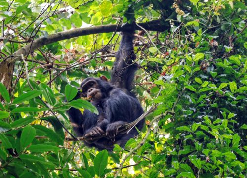9-Day cross-border Rwanda & Uganda Wildlife Safari Adventure