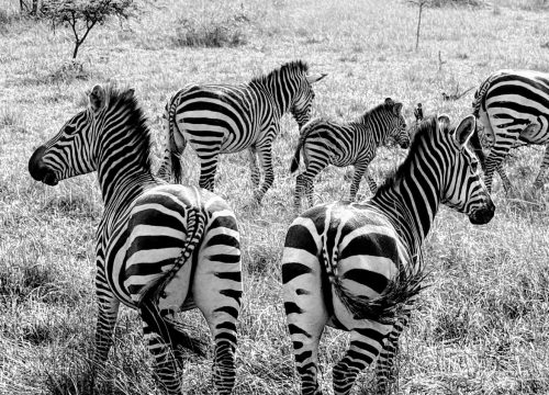 3 days whispers of Wild-Lake Mburo National Park Special
