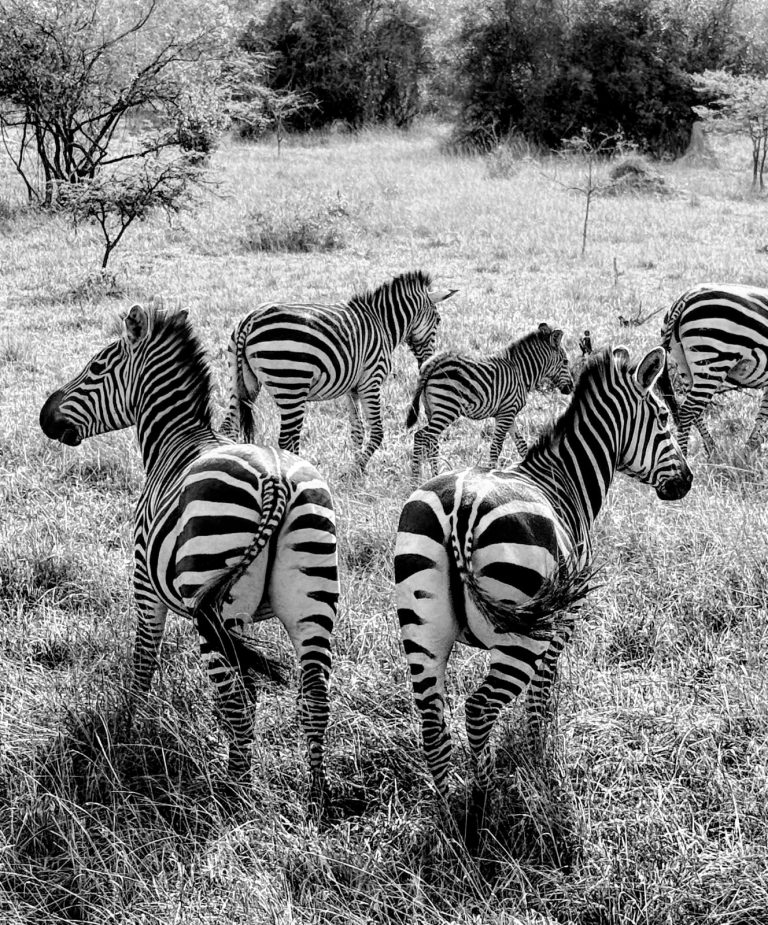 3 days whispers of the wild – Lake mburo National park
