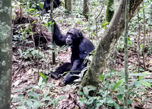 4 days, Gorilla and Chimpanzee tracking in Uganda a Safari of Close Encounters