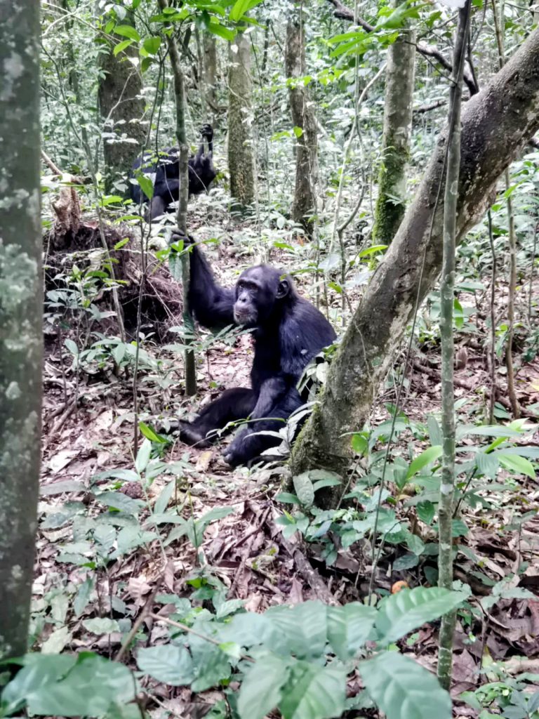 4 days Gorillas and chimpanzee tracking a safari of close encounter