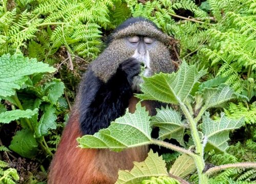 4 days trip to Rwanda-Uganda -Budget Adventure Beyond Borders