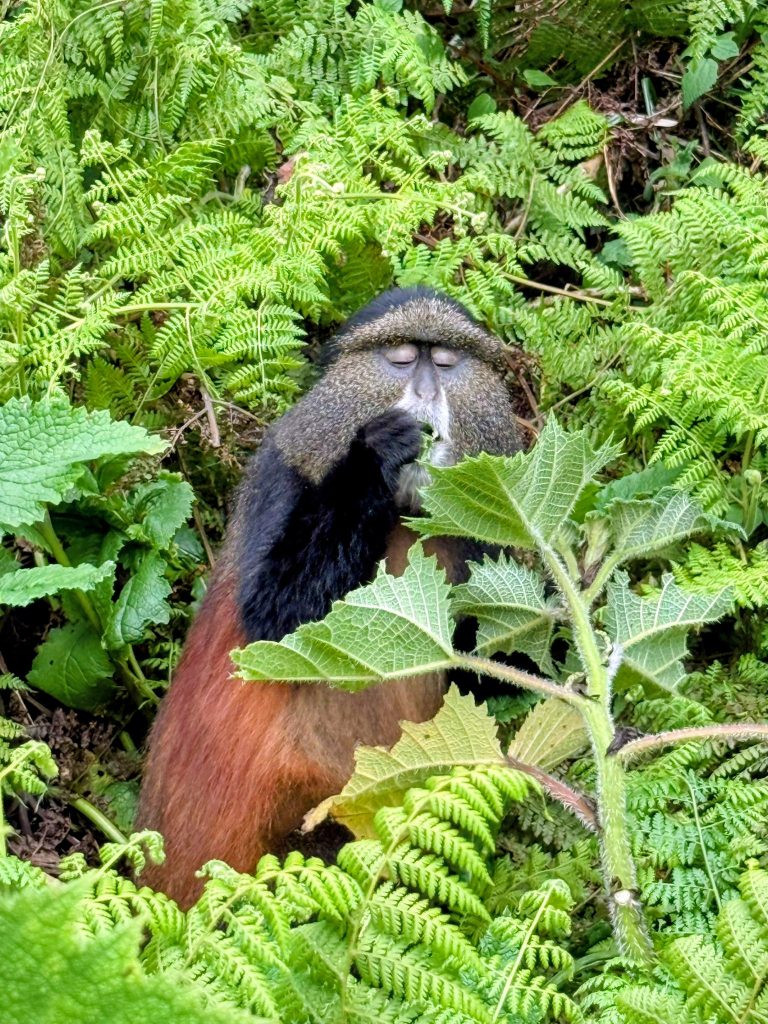 4 days Uganda – Rwanda – Budget Adventure Beyond the borders
