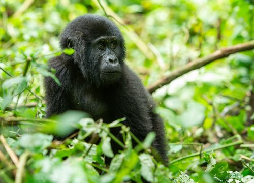 4 days Rwanda-Uganda Primates Safaris combined
